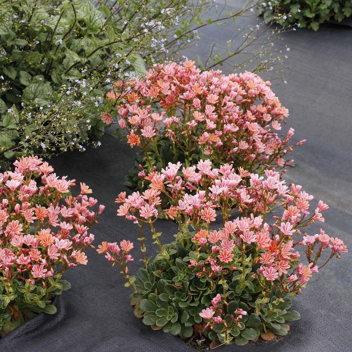 Lewisia-Constant-Coral-3